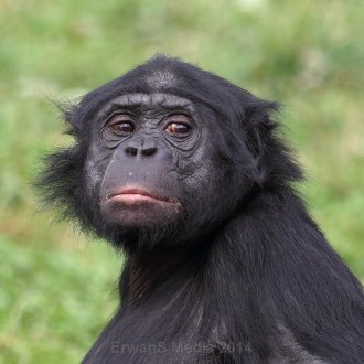 © www.erwans-photo.com